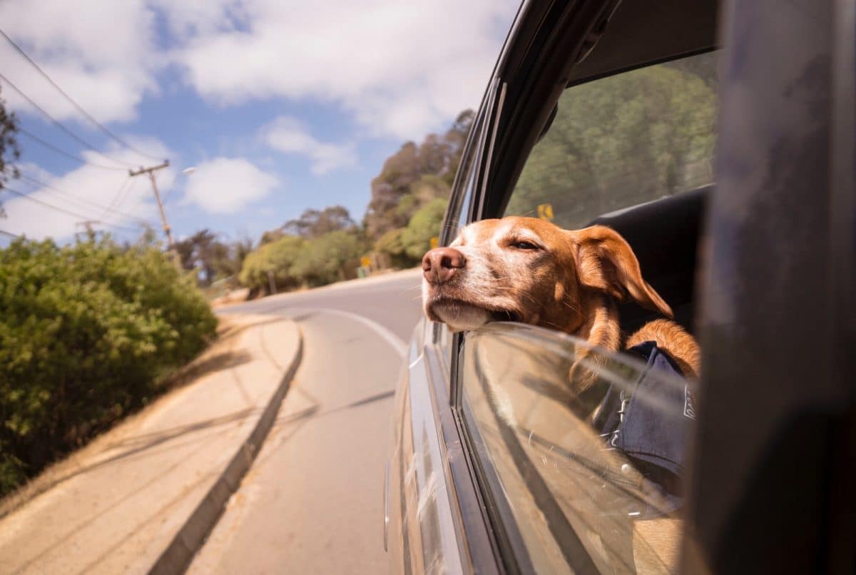 Voyager avec son chien : guide pratique pour des vacances réussies en compagnie de votre animal 