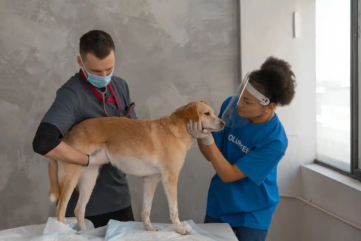 animal  santé