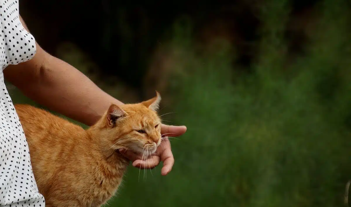 chat dressage