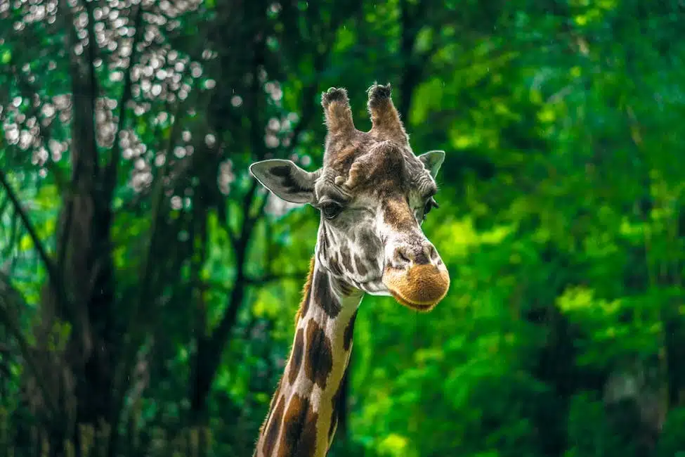 biodiversité animaux