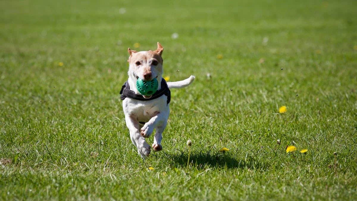 chiens  exercice