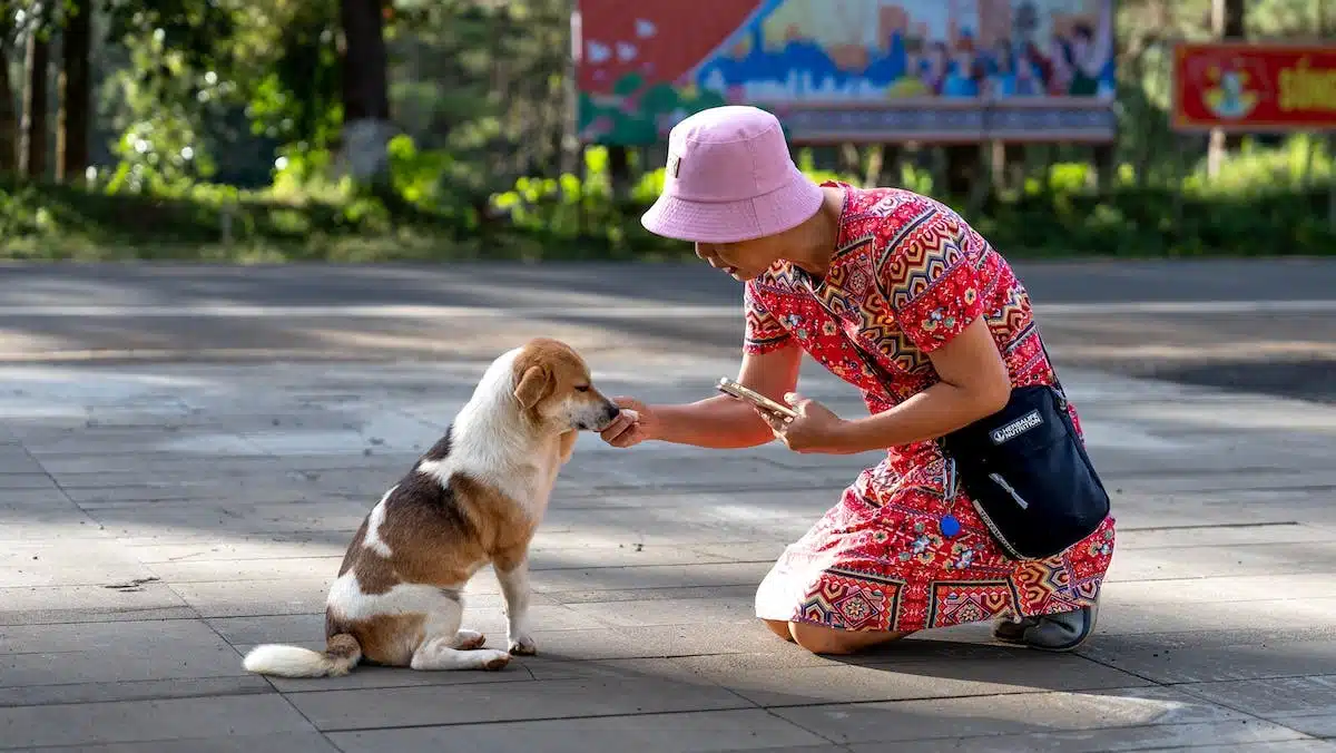 chiens  alimentation