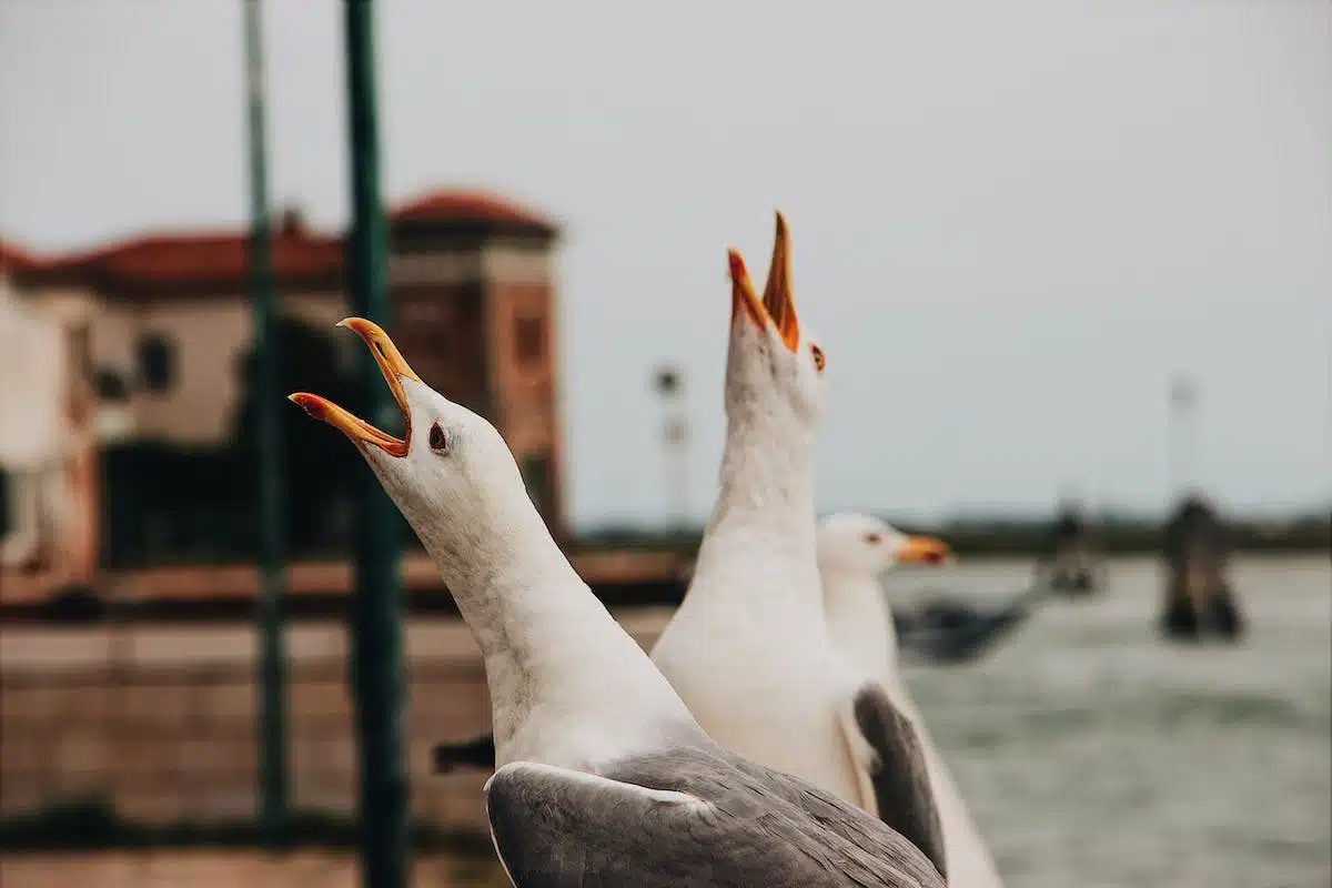 animaux urbains