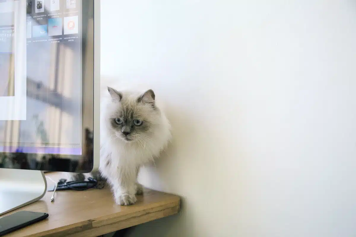 animaux  bureau