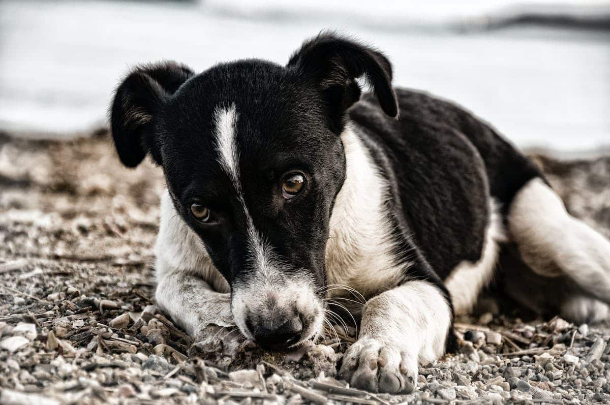 chien stressé