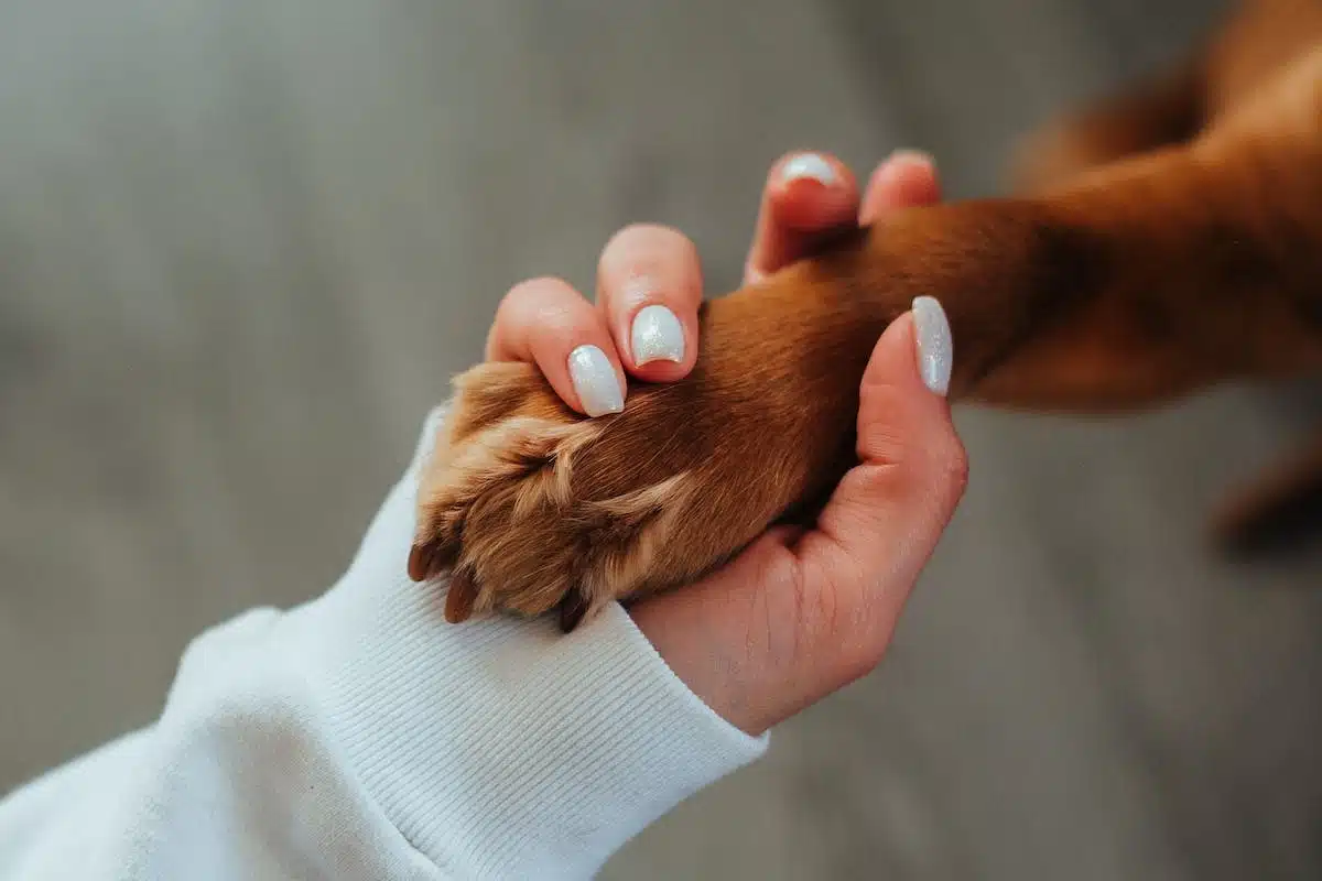 chiot socialisation