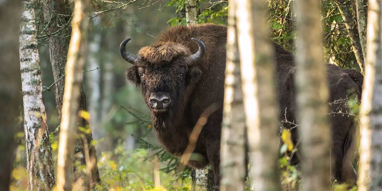 différences entre faune et flore