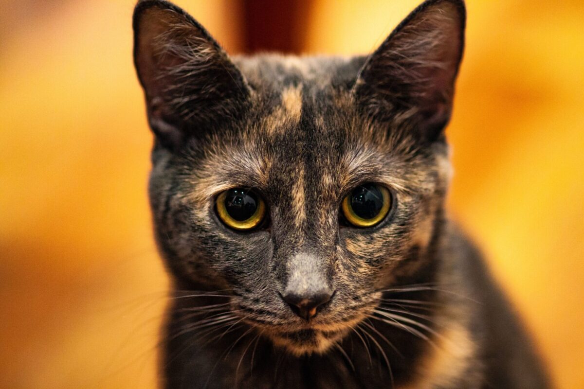 Chat écaille de tortue (Tortie) : Découverte de cette couleur unique