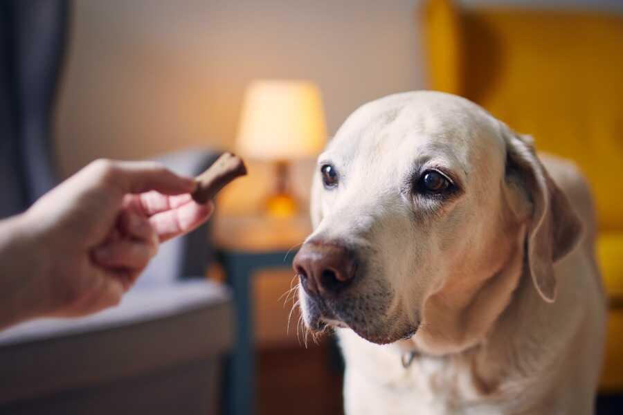 Choisir les meilleures friandises naturelles et sans céréales pour votre chien