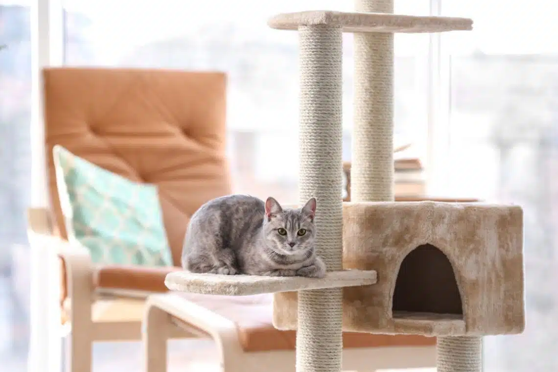 Choisir un arbre à chat adapté aux Maine Coons : guide d'achat