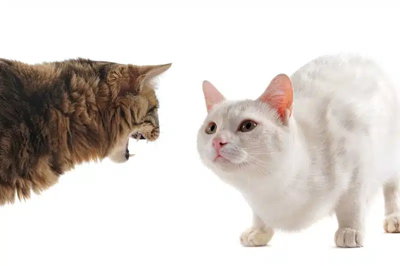 Cohabitation entre chats : astuces pour une entente parfaite