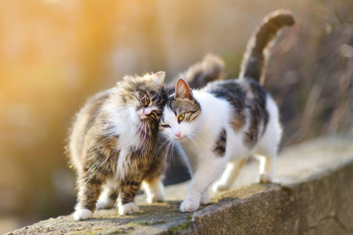 Cohabitation entre chats : astuces pour une entente parfaite