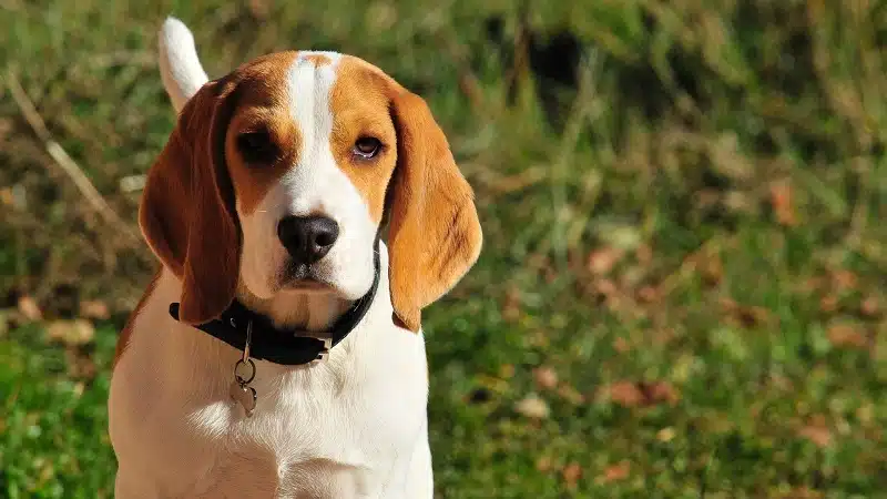 Conseils pour une adoption réussie d'un Beagle