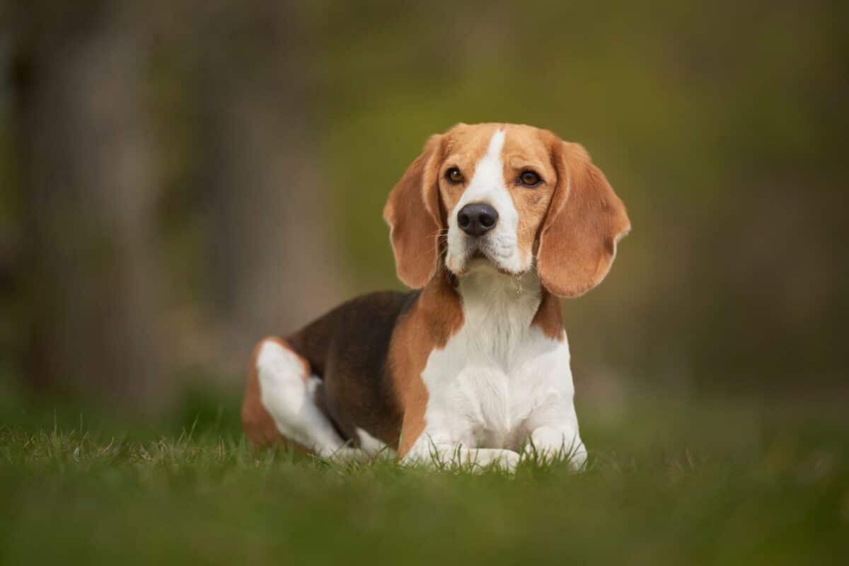 Conseils pour une adoption réussie d'un Beagle