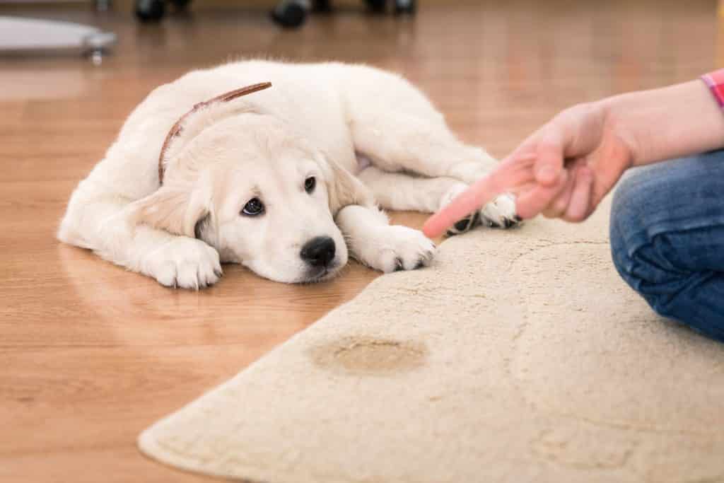 Les secrets d'un apprentissage réussi de la propreté chez le chiot