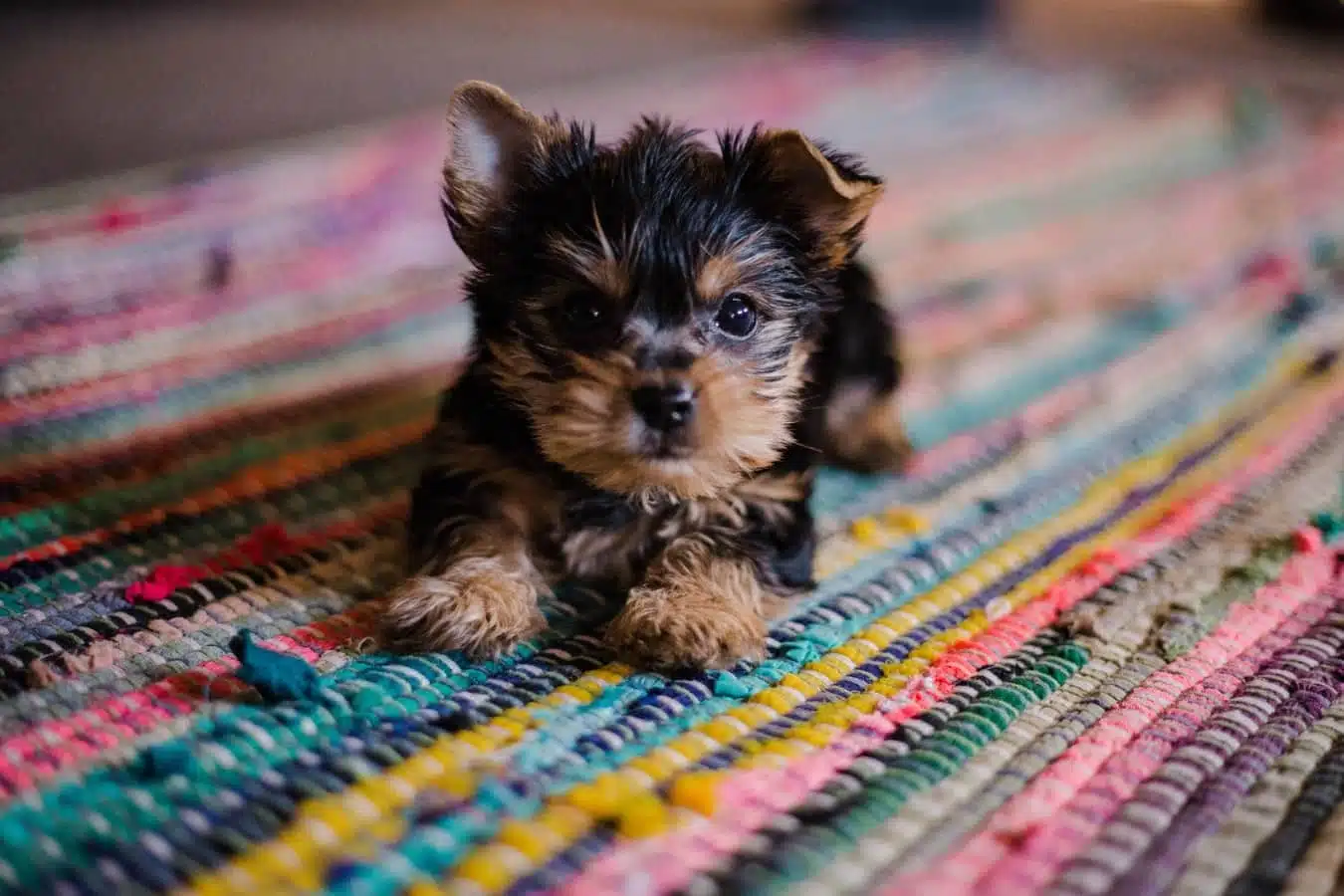 Noms originaux et stylés pour chiens : trouvez l'inspiration