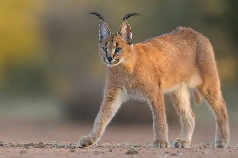 Races de chats avec des oreilles de lynx : Aperçu et caractéristiques
