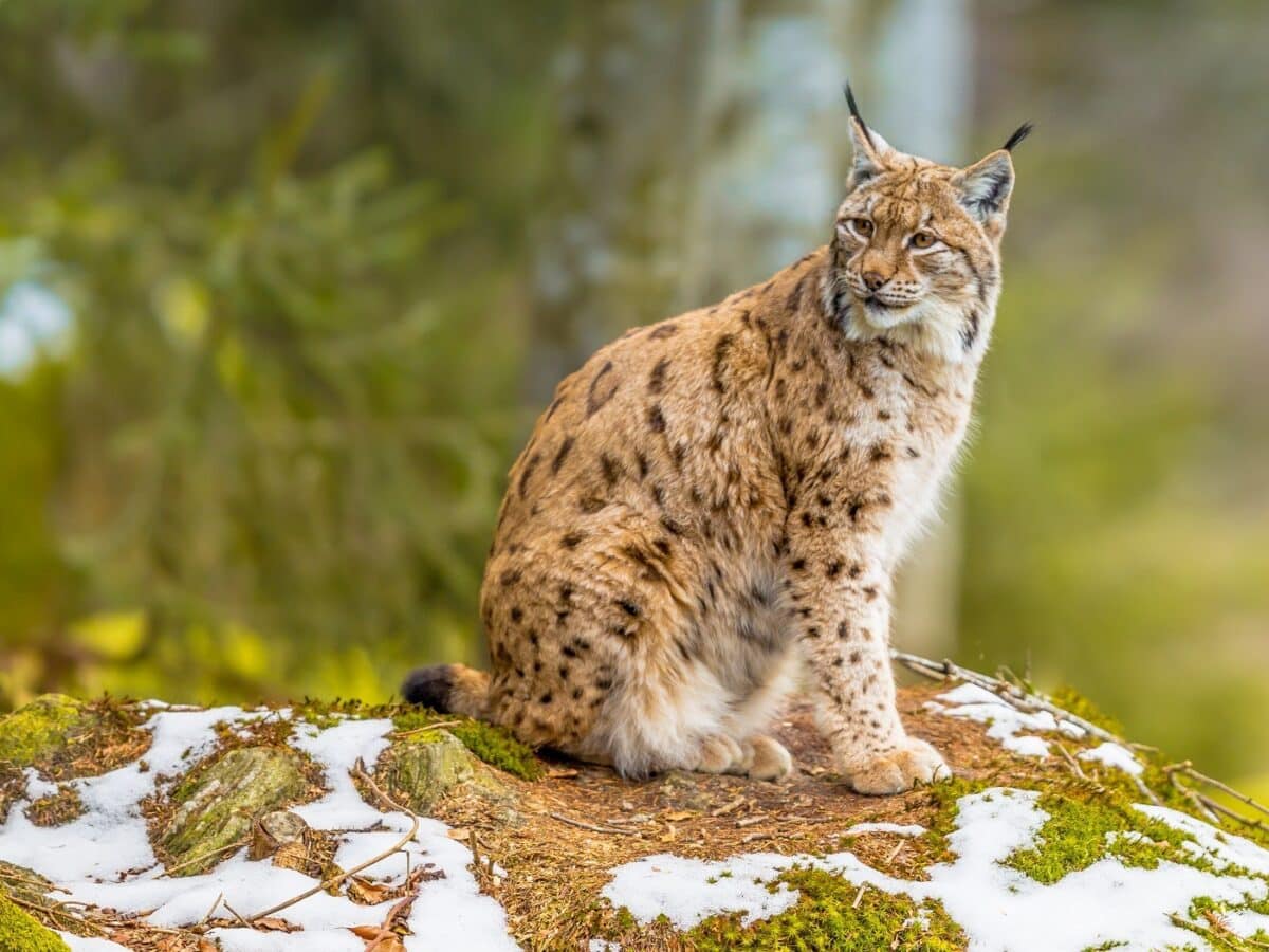 Races de chats avec des oreilles de lynx : Aperçu et caractéristiques