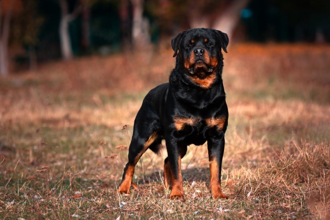 Quelle est la race de chien la plus dangereuse ? - Espace Animaux