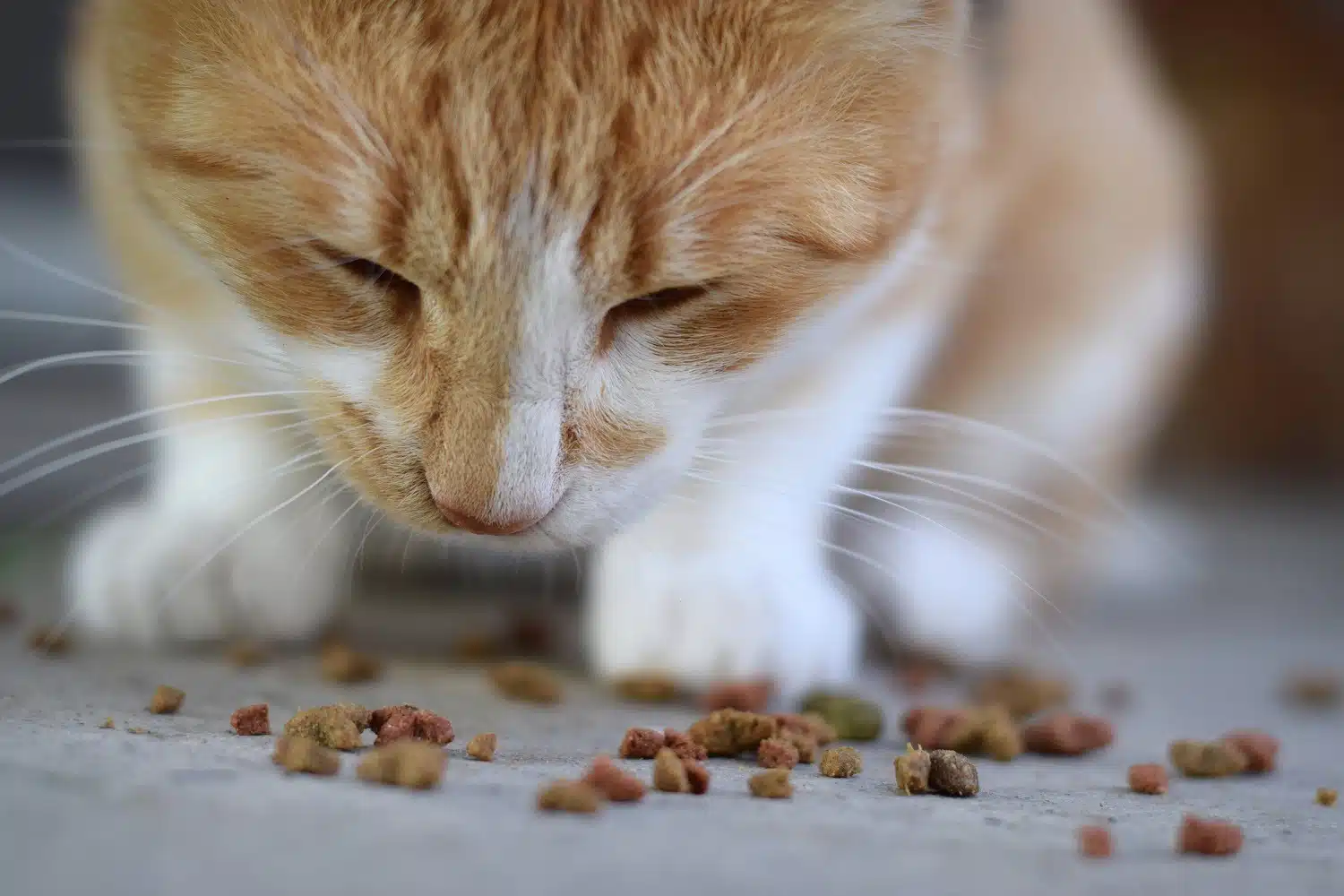 Top croquettes pour chats stérilisés : santé et bien-être assurés