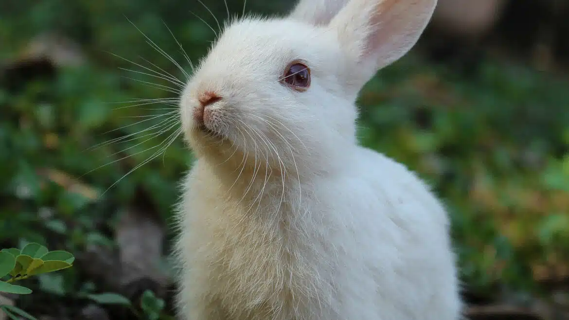 Adoptez un lapin : le compagnon idéal pour votre famille !