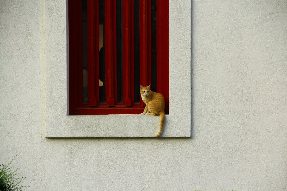 chat bagarreur 2