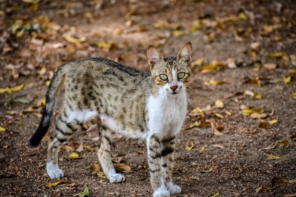 chat bagarreur 3