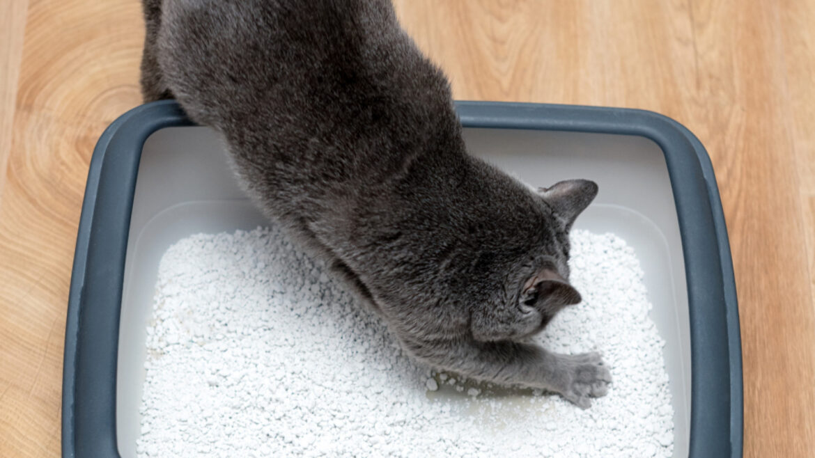 Comment choisir la meilleure litière pour votre chat ?