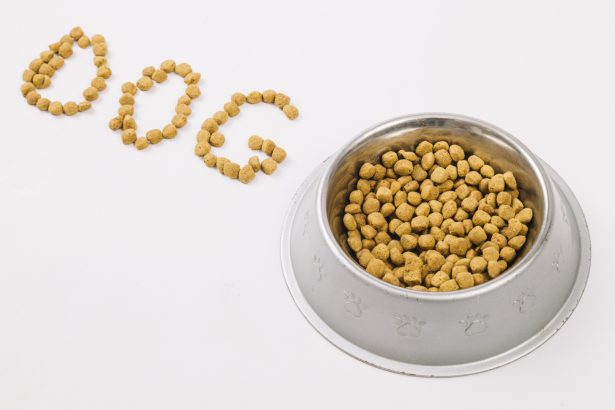 Comment choisir un abonnement croquettes chien adapté à son compagnon ?