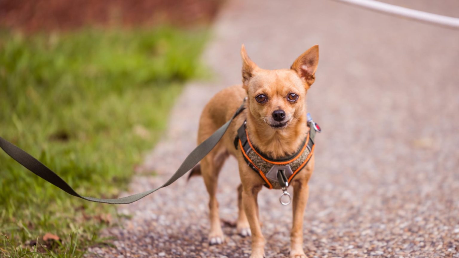 Harnais ou collier : que choisir pour un petit chien ?