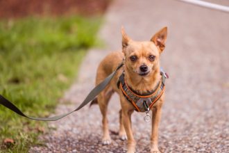 Harnais ou collier : que choisir pour un petit chien ?