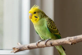 Petite perruche verte au front jaune perchée sur une branche