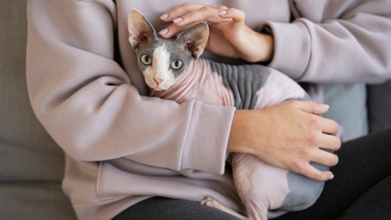 Sphynx : prix d'achat, budget réel et santé à anticiper