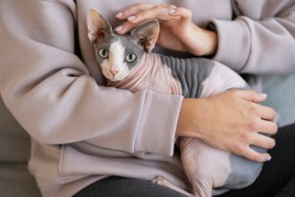 Sphynx : prix d'achat, budget réel et santé à anticiper