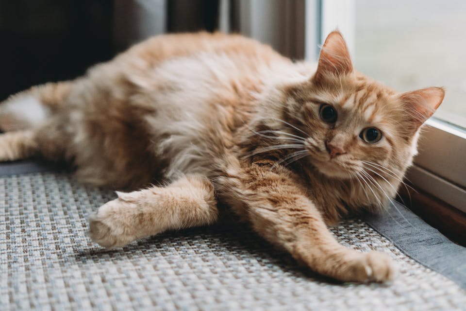 stimuler l’épanouissement de votre chat 2