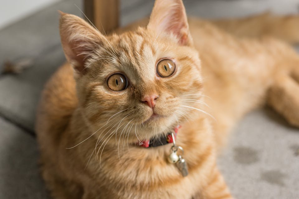 stimuler l’épanouissement de votre chat 3